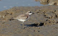 Siberian Sand-Plover
